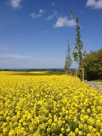 Fr&uuml;hlung Rapsbl&uuml;te